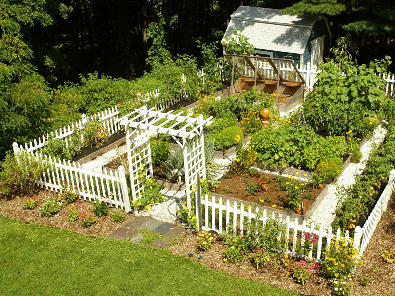 Tips Berkebun Sayur di Halaman Rumah | BangunRumah.com